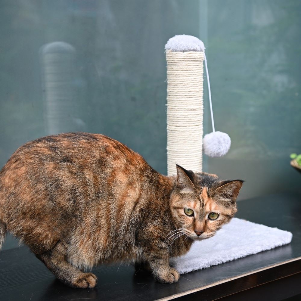 Large Cat Scratching Post Hanging Ball Soft Plush Base Kitten Play Pole 40cm