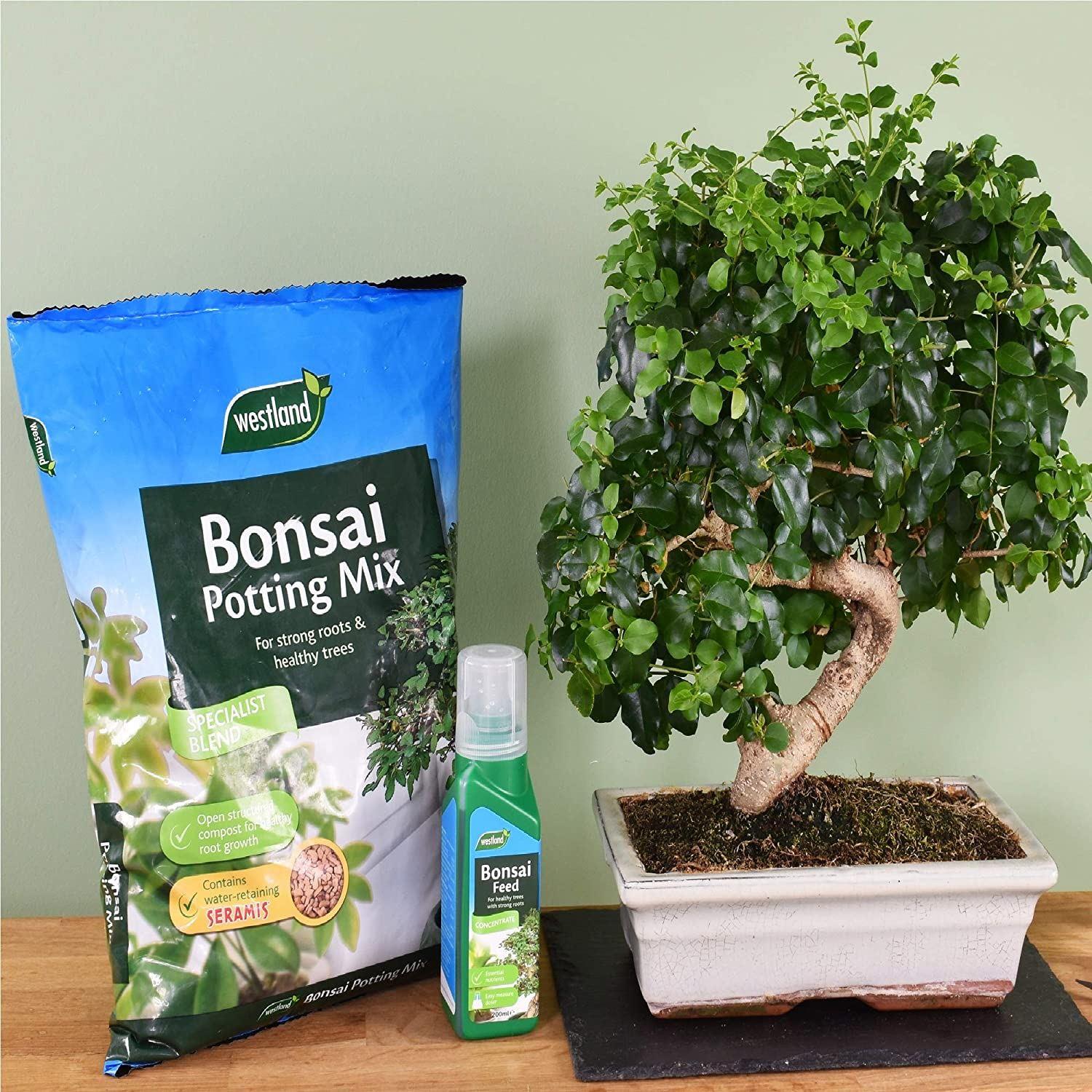 4 Litre Westland Bonsai Potting Compost Mix and Enriched with Seramis